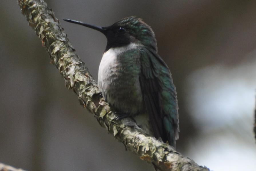 Name:  Hummingbird male 5-6-10 A.jpg
Views: 172
Size:  40.1 KB