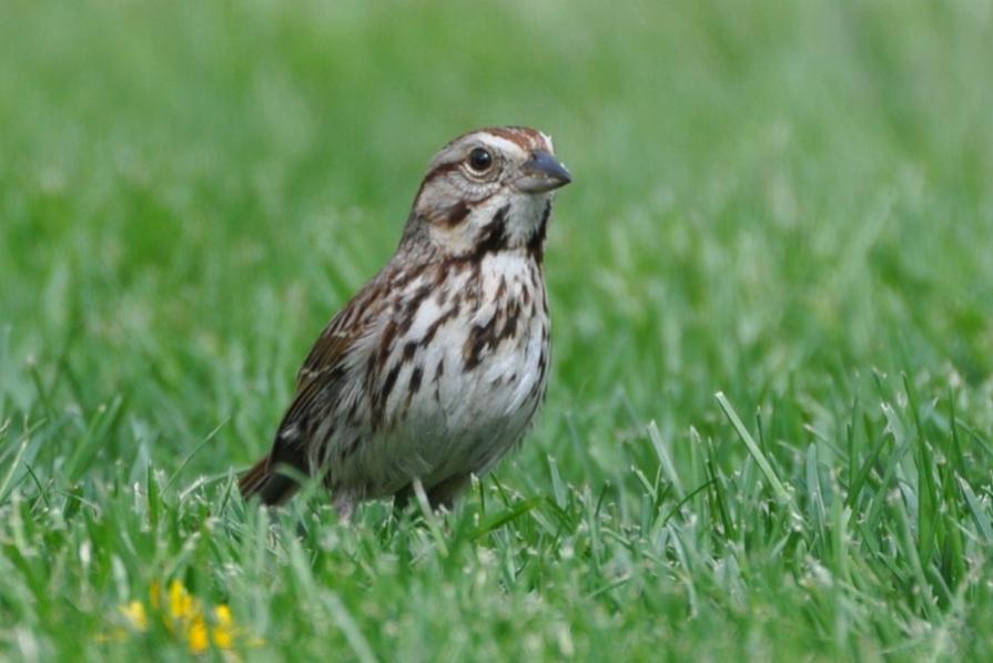Name:  Song sparrow 5-9-10 C.jpg
Views: 163
Size:  55.5 KB
