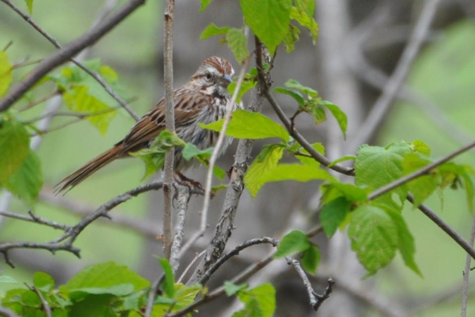 Name:  Song sparrow 5-10-10 A.jpg
Views: 165
Size:  61.5 KB