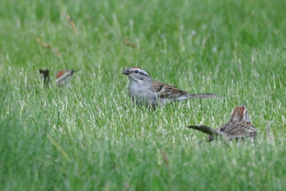 Name:  Chipping sparrows after the fracas 5-9-10.jpg
Views: 158
Size:  72.6 KB