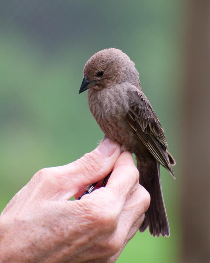 Name:  A very lucky cowbird 5-24-11.jpg
Views: 1099
Size:  55.8 KB