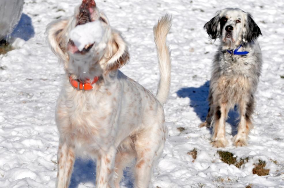 Name:  Ember about to catch a snowball 12-8-10 B.jpg
Views: 575
Size:  77.0 KB