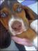Oliverhound's Avatar