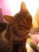 AprilCat's Avatar