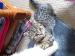 nicola34's Avatar