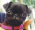 pug lover's Avatar