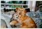 Scooby Doo/ Shaggy