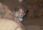 Toby