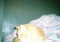 Tabby