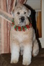 Bailey