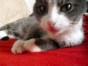 Roxie