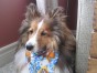 Darcy