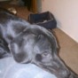 Marley