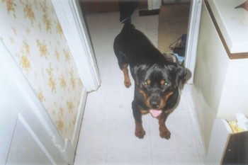 Pupp & Precious