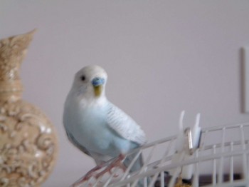 Tobias
