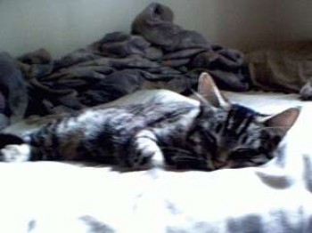 Bartleby
