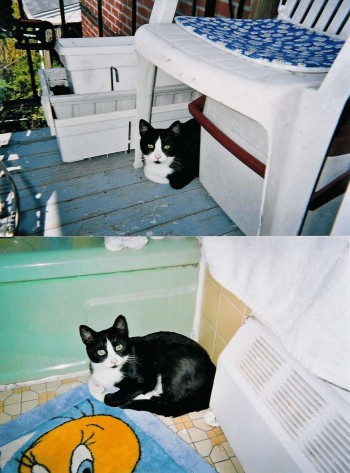 oreo