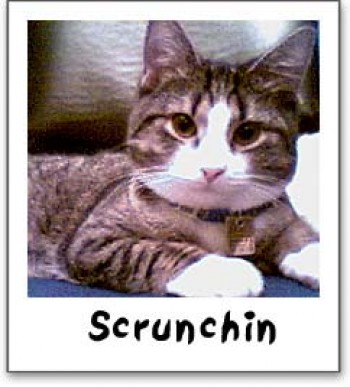 Scrunchin