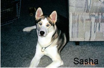 Sasha