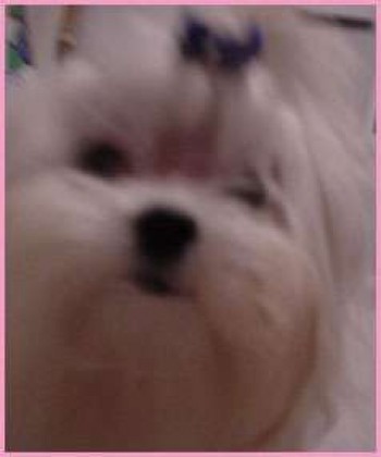 Nibbler