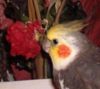 Griffin