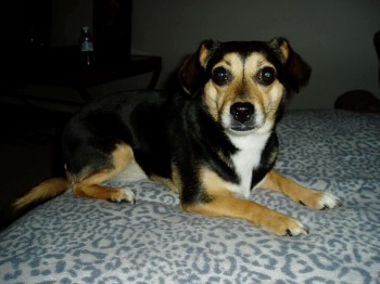 Libby