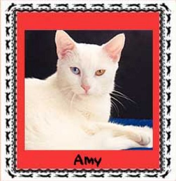 Amy