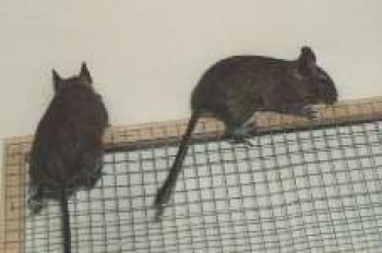 Sneekie and skitles