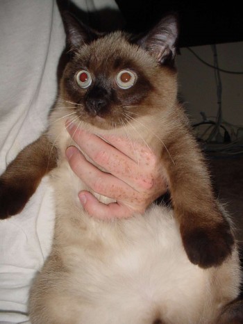 Meeshka