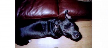 nakita