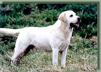 Remington