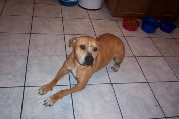 rudy