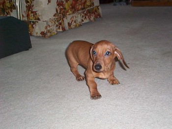 Oscar