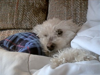 Dutchess