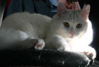 mimi