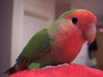 Stubby
