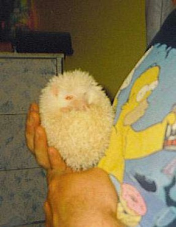 Hubert