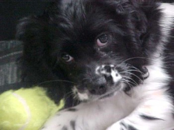 Roxie