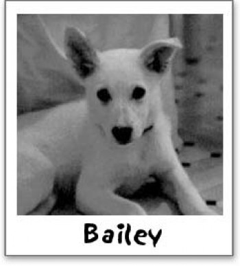 Bailey