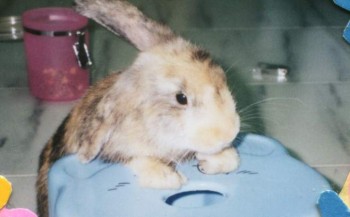 B da Bunny