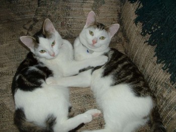 Sassy and Sophie