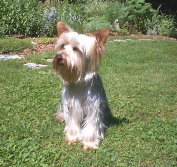 Toby