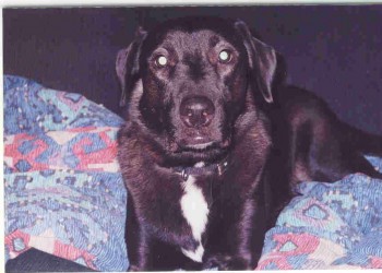 Sammie