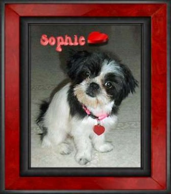 Sophie
