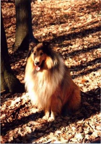 Miko Graskogorski