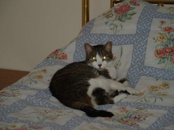 Oreo