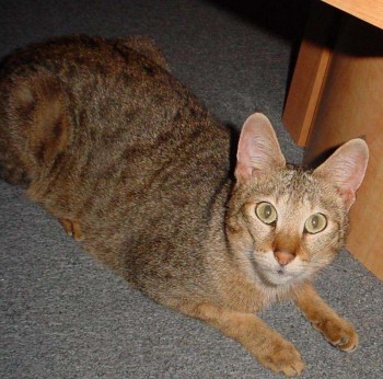 Genet