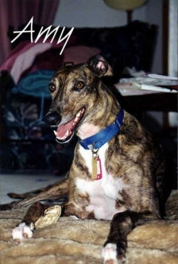 Amy