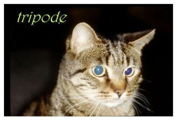 tripode