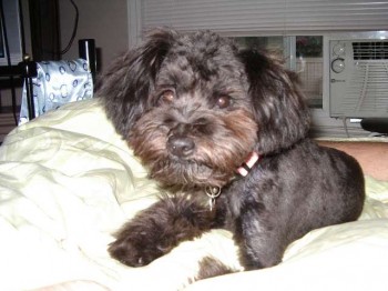 ONYX